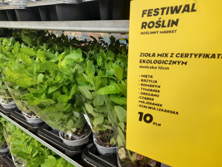 Wrocław: W Czasoprzestrzeni ruszył Festiwal Roślin. Kwiaty od 5 zł [ZDJĘCIA], Marcin Kruk