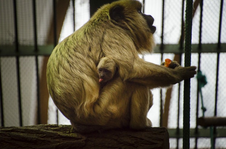 We wrocławskim zoo urodziła się mała małpka [ZOBACZ ZDJĘCIA MALUCHA], ZOO Wrocław