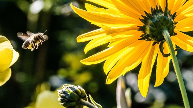 Młodzi wrocławianie będą świętować Dzień Pszczół. Zobacz, jakie atrakcje czekają na dzieci, pixabay.com