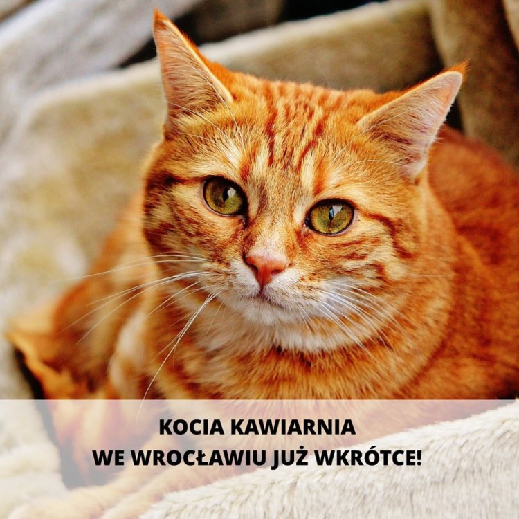 Na Nadodrzu powstanie kocia kawiarnia. Kot Cafe Wrocław otworzy się zimą, Kot Cafe Wrocław
