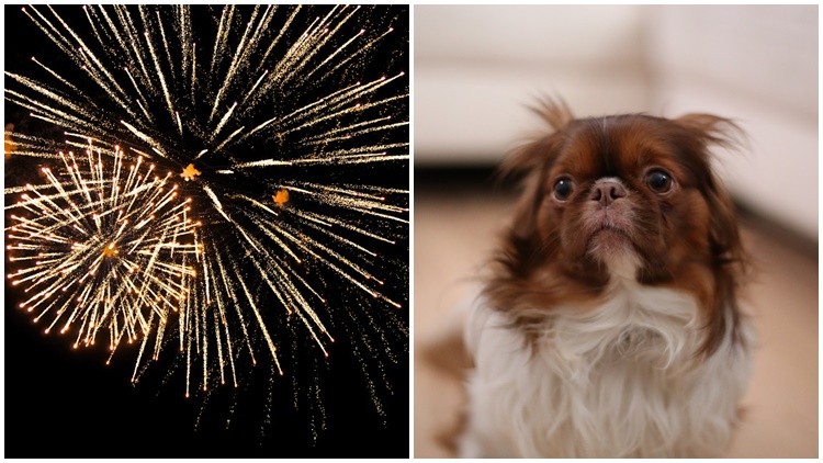 Twój pies boi się fajerwerków? Sprawdź, jak przetrwać Sylwestra [PORADY EKSPERTA], pixabay.com