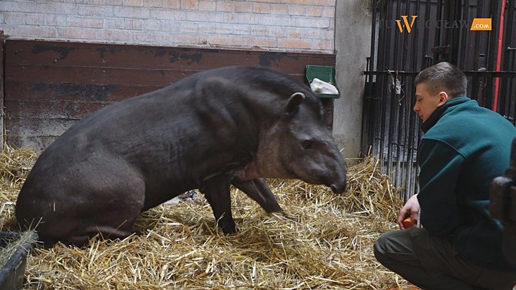 We wrocławskim zoo na świat przyszła mała, słodka „świnka”, która jest krewnym nosorożca [WIDEO], 0