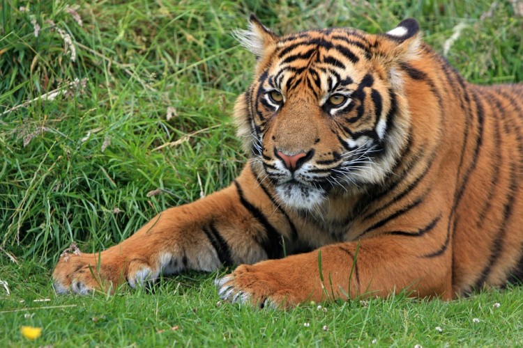 Tygrys zagryzł opiekuna we wrocławskim zoo. Jest wyrok w sprawie!, pixabay.com
