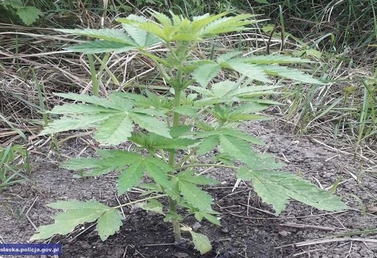 Policjanci zlikwidowali plantacje marihuany, zabezpieczając kilkaset roślin, Dolnośląska policja