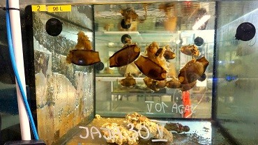 Światowy Dzień Oceanów we wrocławskim zoo. Rekiny arabskie złożyły jaja [ZDJĘCIA], ZOO Wrocław
