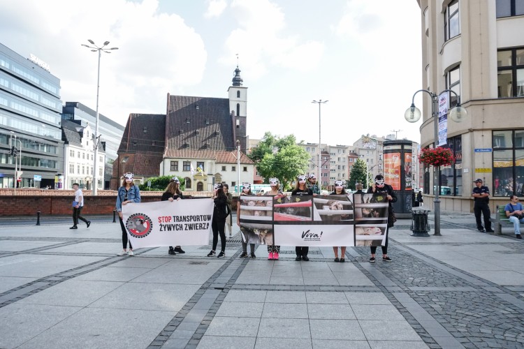 Obrońcy praw zwierząt protestowali przeciwko ich długodystansowemu transportowi [ZDJĘCIA], Magda Pasiewicz