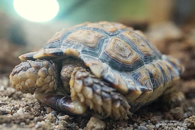 Najmniejszy żółw świata zamieszkał we wrocławskim zoo [ZDJĘCIA], ZOO Wrocław