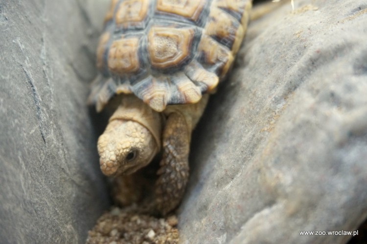 Najmniejszy żółw świata zamieszkał we wrocławskim zoo [ZDJĘCIA], ZOO Wrocław