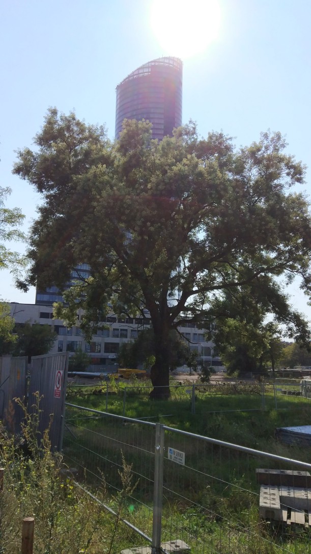 Wycinka drzew przy ul. Powstańców Śląskich. Nie ma już przedwojennej, dorodnej sofory, Filip Matusiak