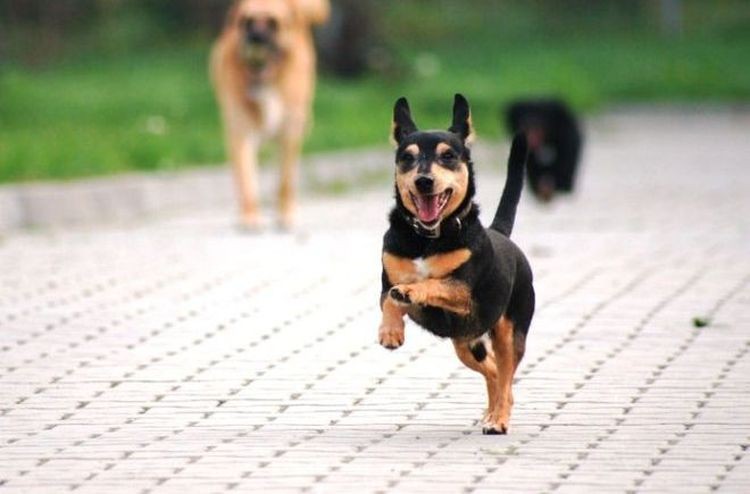 Poszukują badaczy Ołbina z psami. Mają pomóc w utrzymaniu osiedla w czystości, pixabay.com