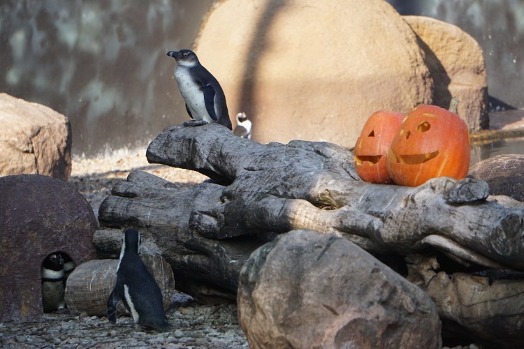 Zwierzęcy halloween we wrocławskim ogrodzie zoologicznym [ZDJĘCIA, WIDEO], ZOO Wrocław