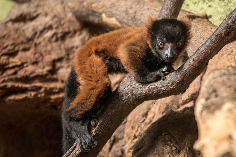 We wrocławskim zoo przyszły na świat małe lemury [ZDJĘCIA, WIDEO], mat. ZOO Wrocław