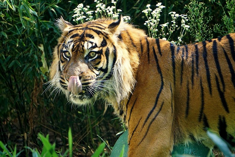 We wrocławskim zoo obchodzono światowy dzień tygrysa [ZDJĘCIA], ZOO Wrocław