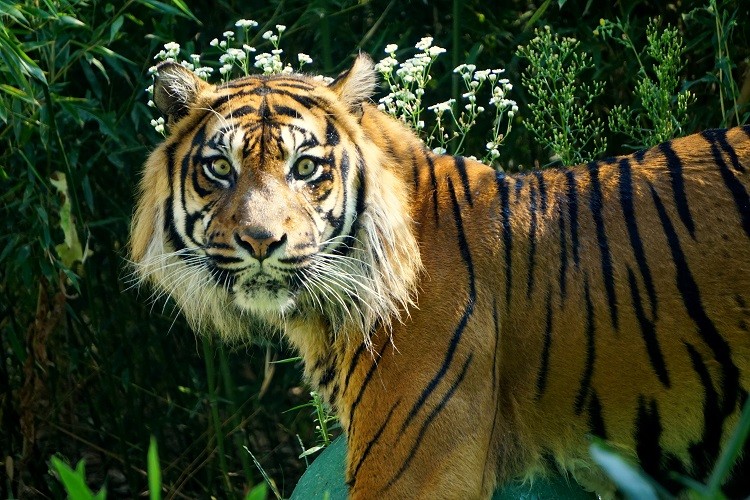 We wrocławskim zoo obchodzono światowy dzień tygrysa [ZDJĘCIA], ZOO Wrocław