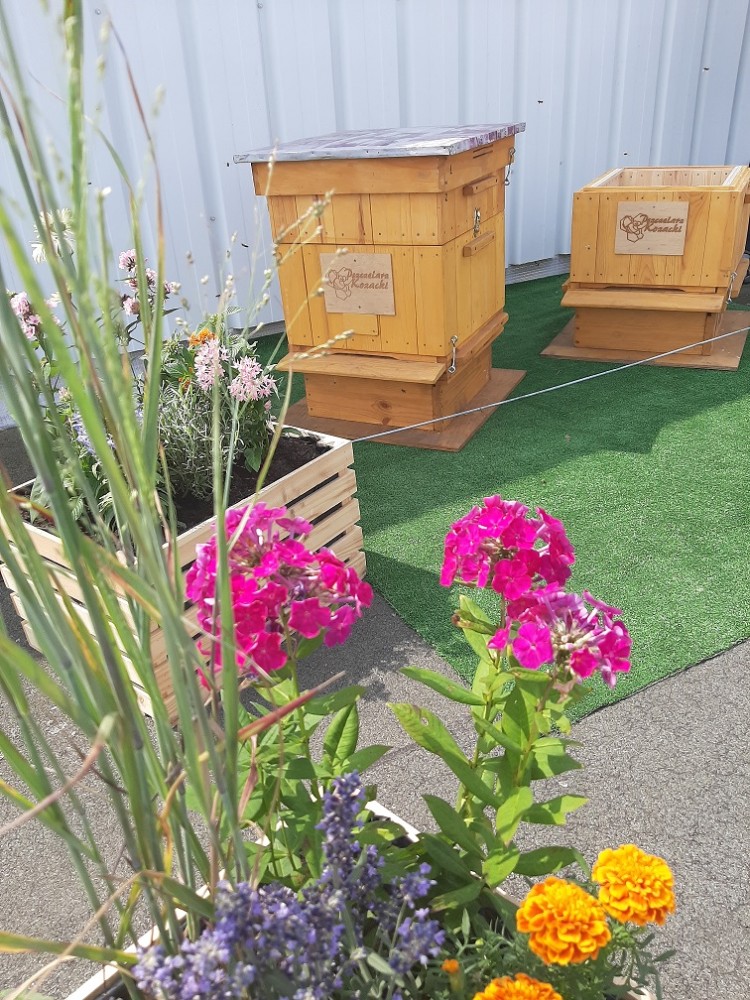100 tys. pszczół zamieszkało na dachu wrocławskiego hipermarketu, mat. prasowe