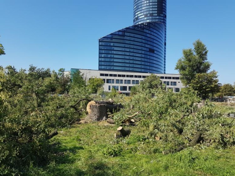 Los drzew podczas nowych inwestycji. Wrocławska grupa „Drzewa w mieście” stworzyła raport z rekomendacjami, ab