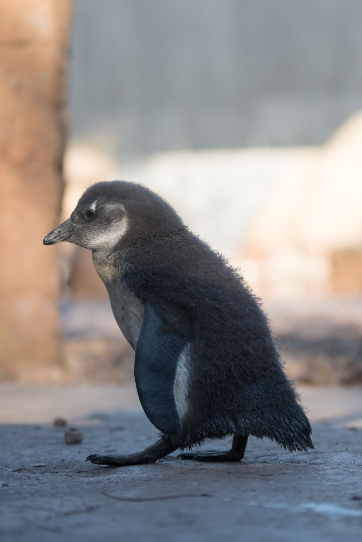 Nic bardziej uroczego dziś nie zobaczysz. We wrocławskim zoo urodził się puszysty pingwinek, mat. pras.