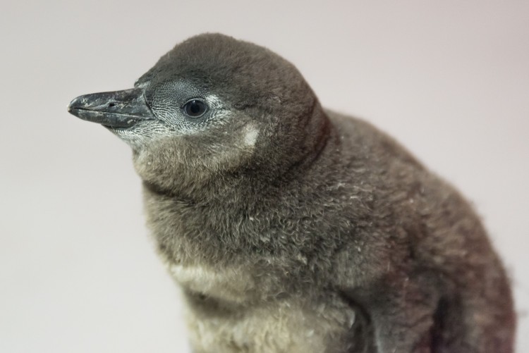 Nic bardziej uroczego dziś nie zobaczysz. We wrocławskim zoo urodził się puszysty pingwinek, mat. pras.