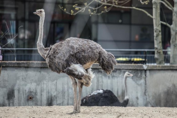 Wrocławskie zoo straciło już 7 mln zł z powodu kwarantanny. Prosi o pomoc, Magda Pasiewicz/archiwum