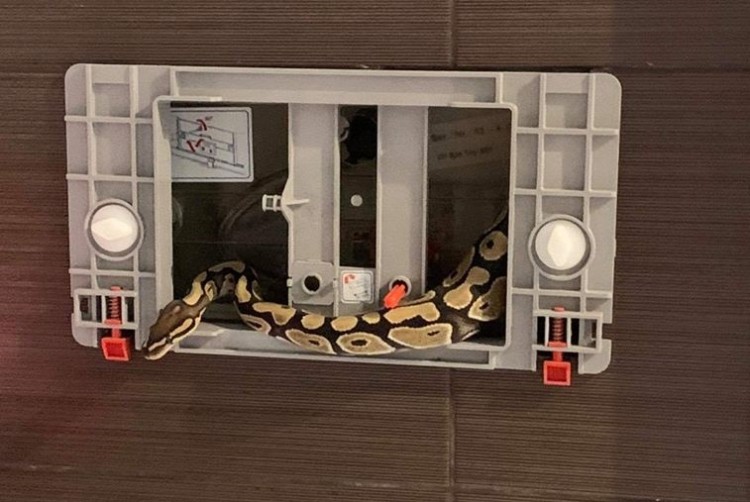 Egzotyczny wąż w łazience na Popowicach. Trwa próba odłowienia gada [ZDJĘCIA], Popowice Online