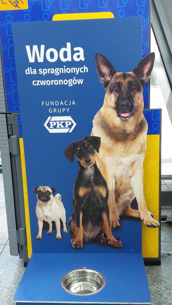 Pomyśleli czworonogach w podróży. Na wrocławskim dworcu stanęło poidło dla psów, Sara Pijanowska