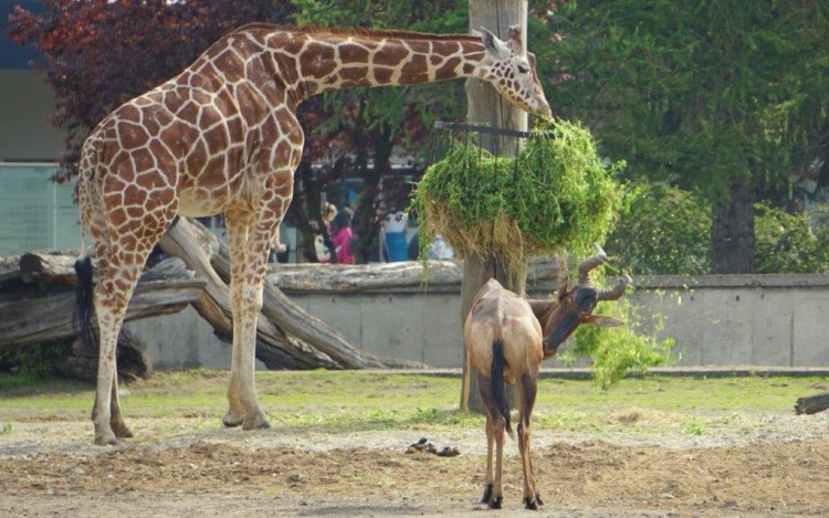 Zoo otwiera kolejne atrakcje. Zamknięto je z powodu pandemii koronawirusa [ZDJĘCIA], Wrocławskie zoo