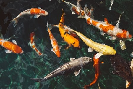 Karmienie ryb w stawie – co warto wiedzieć?, 0