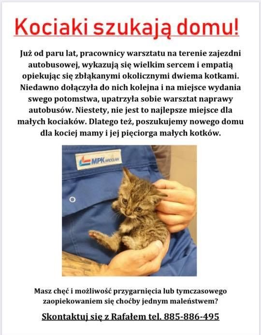 MPK szuka domu dla kotki i pięciu kociąt. Urodziły się na terenie zajezdni [ZDJĘCIA], MPK Wrocław