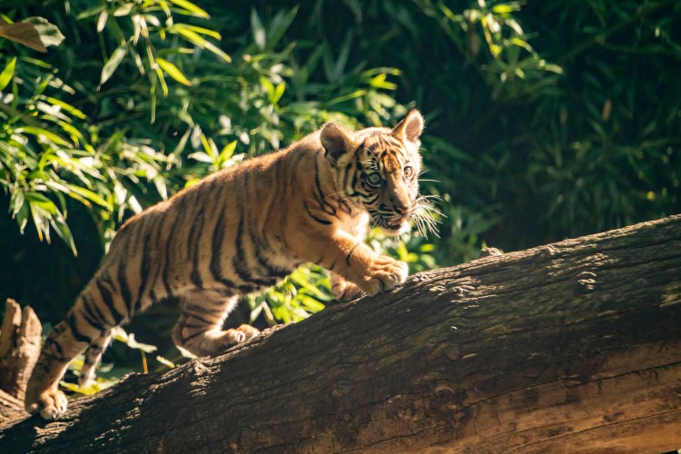 Ambasador Indonezji odwiedziła zoo. Z prezydentem Sutrykiem nadali imię tygrysicy sumatrzańskiej [ZDJĘCIA], Wrocławskie zoo