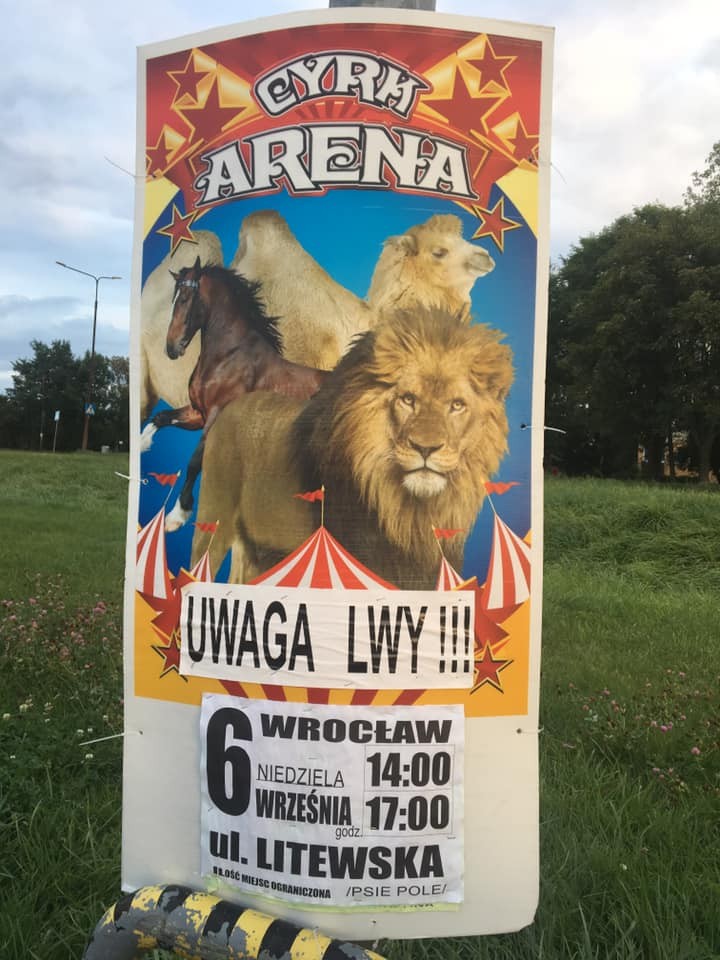 Do Wrocławia znów przyjeżdża cyrk. Protest obrońców zwierząt i interwencja miasta, Ewa Domańska