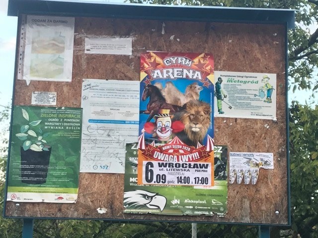 Do Wrocławia znów przyjeżdża cyrk. Protest obrońców zwierząt i interwencja miasta, Czytelnik
