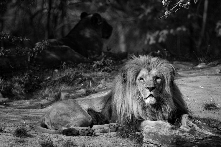 Zmarł Miombo, lew z wrocławskiego zoo. „Był piękny i majestatyczny”, Materiały prasowe/wrocławskie zoo