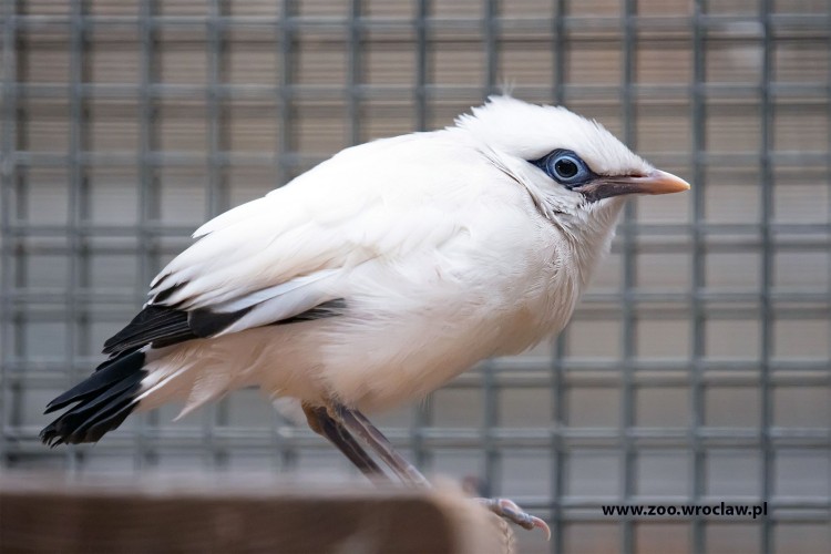 Sensacja! W zoo wykluł się jeden z najrzadszych ptaków na Ziemi [ZDJĘCIA], Materiały prasowe/wrocławskie zoo