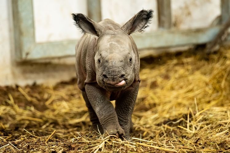 Wybrano imię dla małego nosorożca indyjskiego z wrocławskiego zoo, Materiały prasowe/wrocławskie zoo