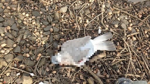 Nastoletni sadyści uwięzili gołębia na torach tramwajowych. Zwierzę zginęło [ZDJĘCIA], Ekostraż