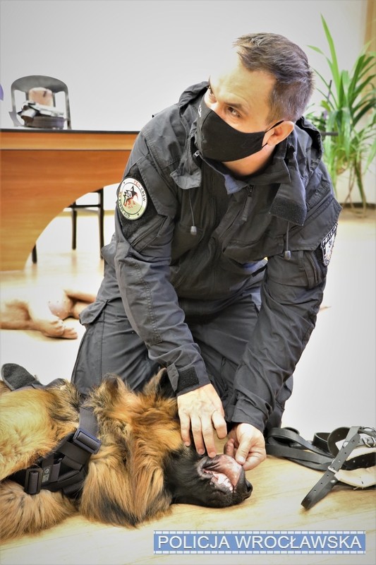 Wrocław: Policjanci przeszkoleni z udzielania pierwszej pomocy psom, KMP we Wrocławiu