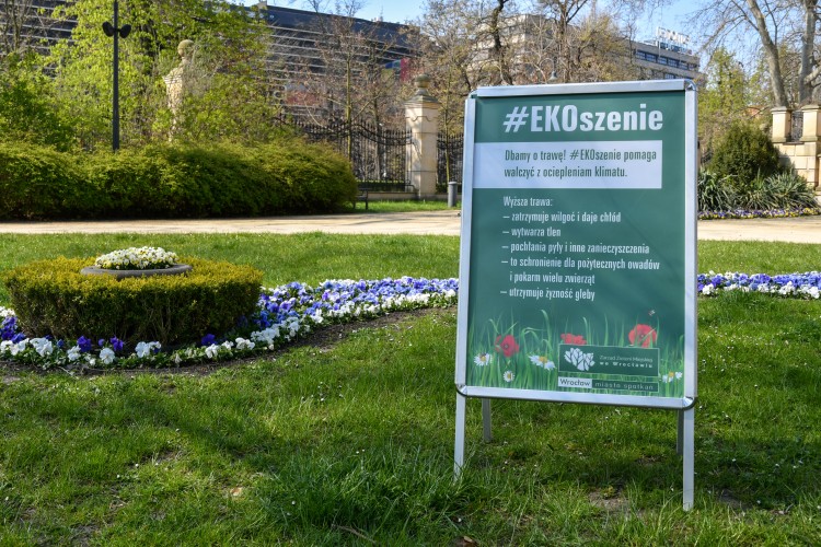 Wrocław zapowiada ekologiczne koszenie traw. Rusza akcja #EKOszenie, ZZM