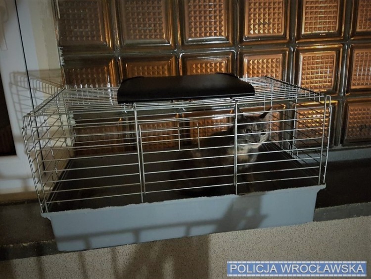 Dwóch złodziei ukradło kotkę. Grozi im kara do 5 lat więzienia [ZDJĘCIA], Policja wrocławska
