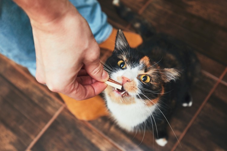 Przysmaki dla kota. Czy kocie smakołyki mogą być zdrowe?, 0