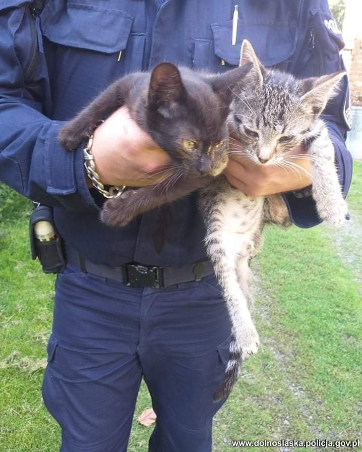Policjanci uratowali cztery małe kotki. Ktoś je porzucił [ZDJĘCIA], Policja