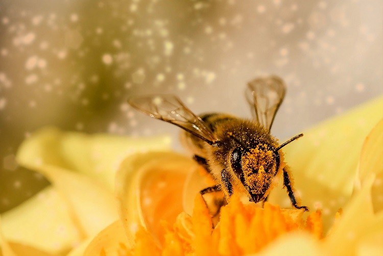 Zrozumieć mowę pszczół. Studentka z Wrocławia może pomóc ocalić ginący gatunek, ilustracyjne/Pexels.com