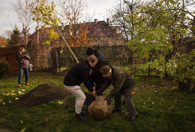 We Wrocławiu zasadzą kolejne drzewka na cześć małych mieszkańców, mat. prasowe