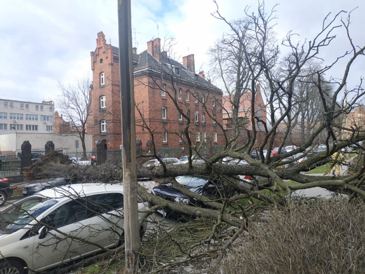 Wrocław: orkan Dudley siał spustoszenie w mieście i regionie, Irek Solicki