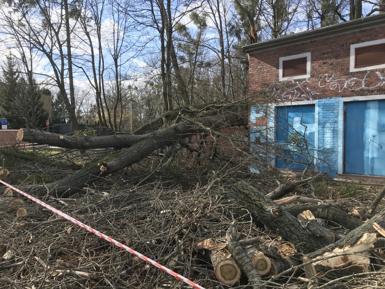 Wrocław: orkan Dudley siał spustoszenie w mieście i regionie, Jakub Jurek