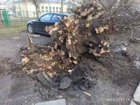 Wrocław: orkan Dudley siał spustoszenie w mieście i regionie, Straż Miejska Wrocław