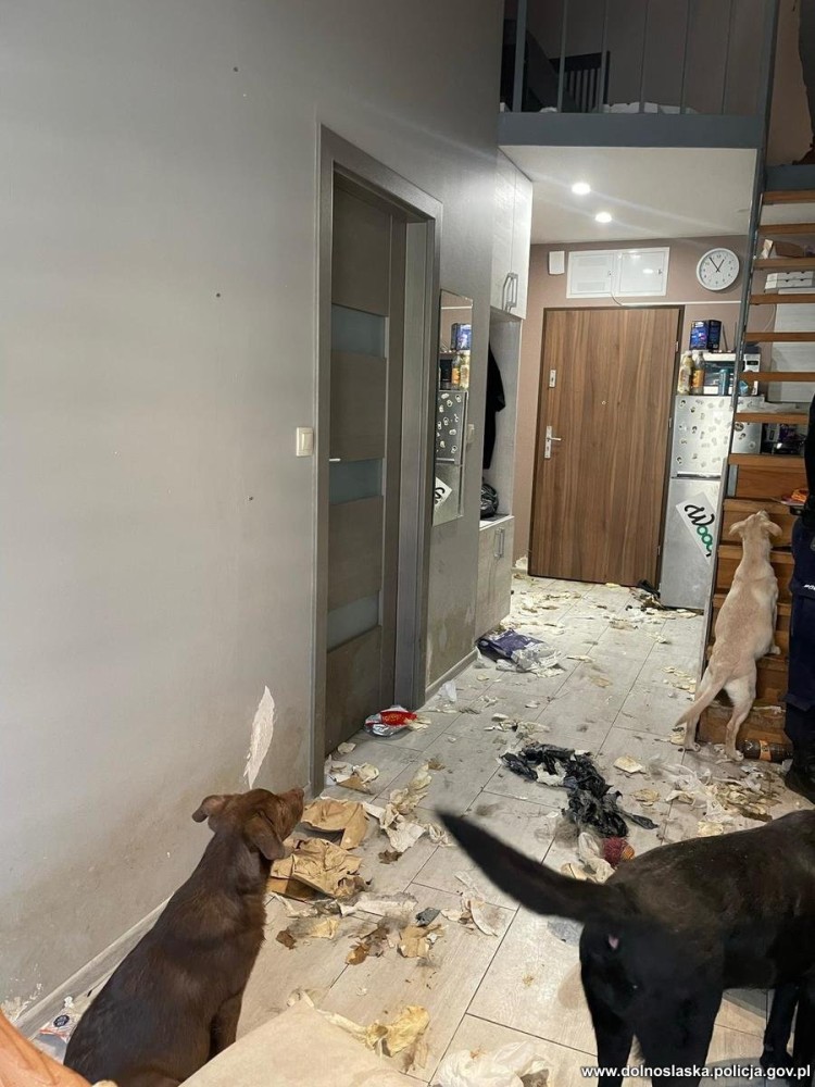 Wrocław: Policja znalazła w mieszkaniu na Jagodnie cztery skrajnie zaniedbane psy. Piąty już nie żył, KMP Wrocław