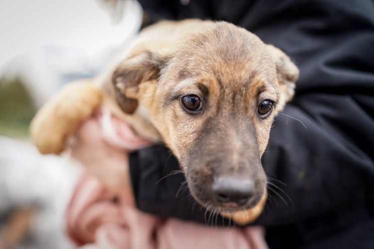 Psy i koty z Ukrainy czekają we Wrocławiu na nowy dom. Poznaj ich smutne historie, Schronisko dla Bezdomnych Zwierząt we Wrocławiu