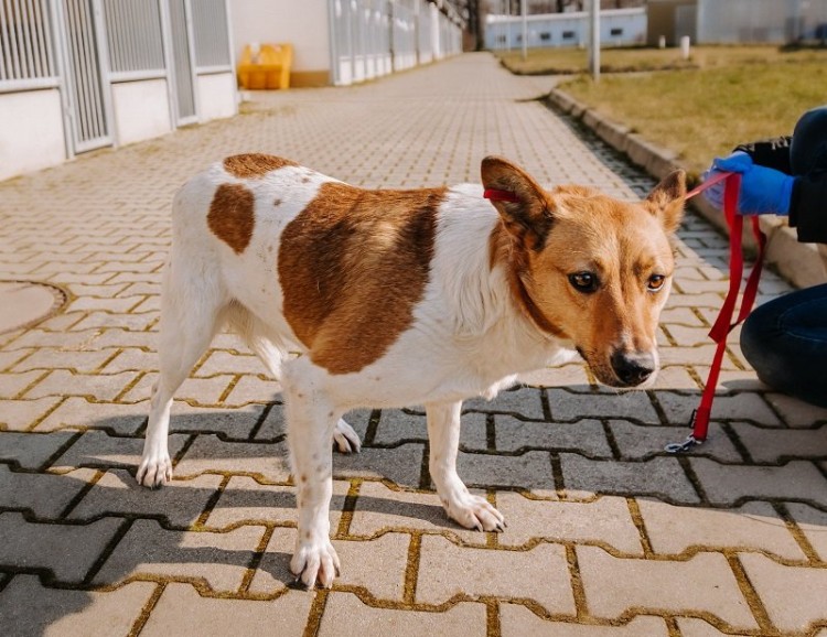 Psy i koty z Ukrainy czekają we Wrocławiu na nowy dom. Poznaj ich smutne historie, Schronisko dla Bezdomnych Zwierząt we Wrocławiu