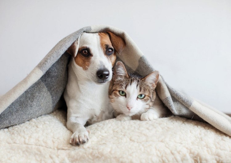 Ruszyła bezpłatna sterylizacja psów i kotów we Wrocławiu, pixabay