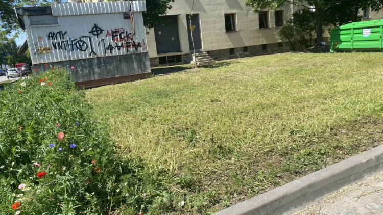 Kwietna łąka z WBO pomylona z chaszczami - właśnie ją skosili. Miasto przeprasza, 